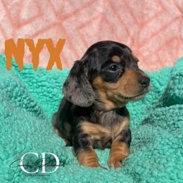 Nyx - Dapple female Dachshund puppy in Huntington, Texas from Camacho_Dachshunds
