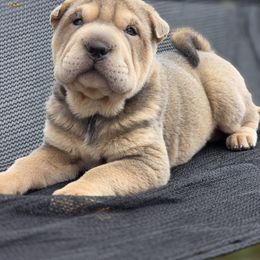 Mayzie - Blue sable female Chinese Shar-Pei puppy in Salem, Ohio from WrinkleMonsters
