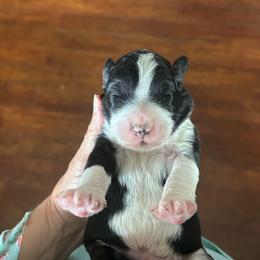 Micky - Tri-color male Bernedoodle puppy in Arabi, Georgia from Huckadoodle Farm