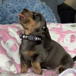 AKC - Skye De Blue - Blue and cream female Dachshund puppy in Bakersfield, California from De Blue Dachshunds