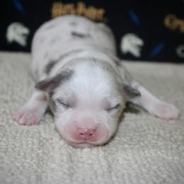 Australian Shepherd, Miniature American Shepherd, Miniature Australian Shepherd, and Toy Australian Shepherd Puppies from HP Aussie Kennels