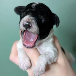 Louis - Parti male Poodle puppy in Salem Township, Maine from Moirae Poodles