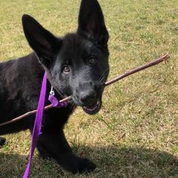 German Shepherds from Wolfimbach Kennels