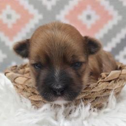 Sunny - Gold male Morkie puppy in Monticello, Iowa from Ashley’s Puppies