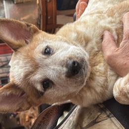 Australian Cattle Dogs from Misi's Australian Cattle Dogs