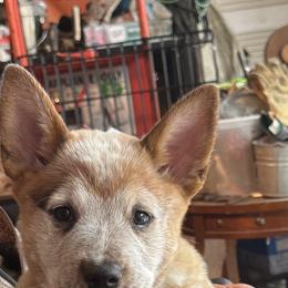 Australian Cattle Dogs from Misi's Australian Cattle Dogs