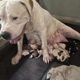 Girl 2 - White female American Bulldog puppy in Pace, Florida from Genesis American Bulldogs