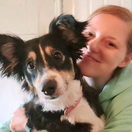 Miniature Australian Shepherds and Toy Australian Shepherds from Donna's Toy & Mini Aussies