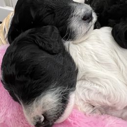 Poodles from Wendy Reifel Emerald Gem Poodle's