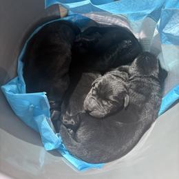 Boy 1 - Black male Labrador Retriever puppy in Murrieta, California from The Golden Leash Kennels