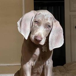 Weimaraners from n/a