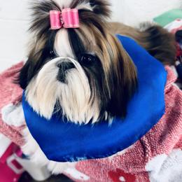Shih Tzu Puppies from Oriental Beauties Shih Tzu