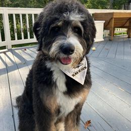 Bernedoodle and Dachshund All Grown Up from Heavenly Heritage Dachshunds and Doods