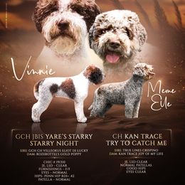 Lagotto Romagnolo puppies from SS Australian Shepherds