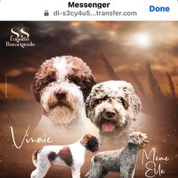Lagotto Romagnolo puppies from SS Australian Shepherds
