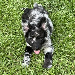 Bellatrix - Black merle female Mudi puppy in Raeford, North Carolina from Wodan Kennels