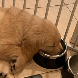 Golden Retriever Puppies from The Golden Court