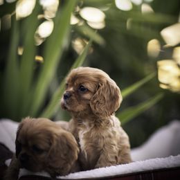 Cavalier King Charles Spaniel Puppies from Tsarevich Goldens and Cavaliers