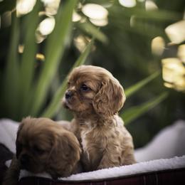 Cavalier King Charles Spaniel Puppies from Tsarevich Goldens and Cavaliers