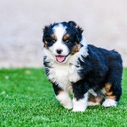 Miniature Australian Shepherd Puppies from Rockin D Mini Aussies