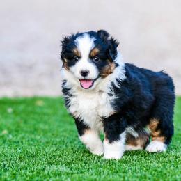 Miniature Australian Shepherd Puppies from Rockin D Mini Aussies