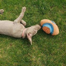 Weimaraner Puppies from Miller's Weimaraners