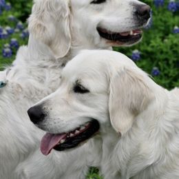Golden Retrievers from Amberidge Golden Retrievers