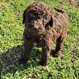 Floppsy - female Newfypoo puppy in Mckenzie, Tennessee from Small Town Doodles & Poodles