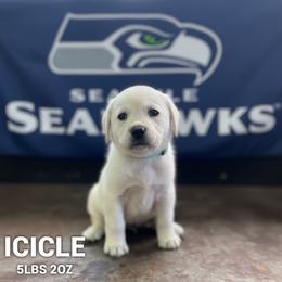 Icicle - Yellow female Labrador Retriever puppy in Puyallup, Washington from 12 Door Farm Labradors