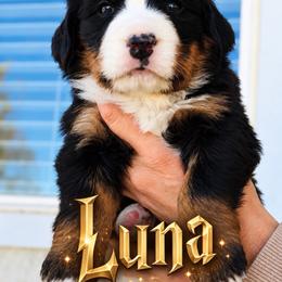 Luna - Black rust and white female Bernese Mountain Dog puppy in Paradise Valley, Nevada from Bayles Berners