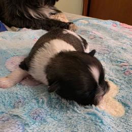 Boy  tri - Brindle male Shih Tzu puppy in Missouri from Farm Animal Mommy Shih tzu's Michalek Dog Breeder