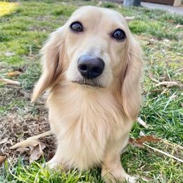 Dachshunds from Belridge Dachshunds