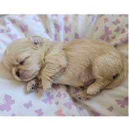 Gemma - Cream and white female Shih Tzu puppy in Los Banos And Bay Area, California from Shantii's Shih Tzu's