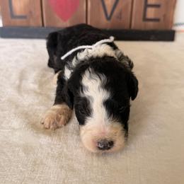 Batgirl - Black and white female Bernedoodle puppy in Luana, Iowa from Country View Bernedoodles and Goldendoodles