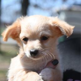 Stark - Fawn male Chihuahua puppy in Seneca, Missouri from Stephanie’s Puppy Colony