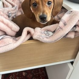Dachshund Puppies from Remarkable Doxies