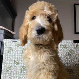 Goldendoodle and Poodle Puppies from Doodles by Design