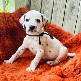 Black - White and black female Dalmatian puppy in Westhoff, Texas from Smart Dalmatians (LUA)