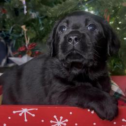 Marcie - Black female Labrador Retriever puppy in Cleveland, Ohio from Brookside Labrador Retrievers