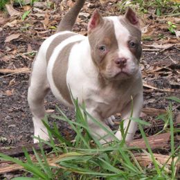 American Bully Puppies from Stacey Criswell