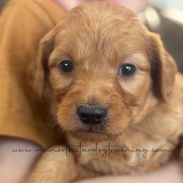 Blarney - Red  male Goldendoodle puppy in Lancaster, Minnesota from North Star Dog Training