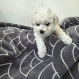Red - White female Bichon Frise puppy in Henryville, Indiana from Sweetwaterbichonfriseandpoodles.com