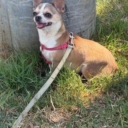 Minnie - Chihuahua