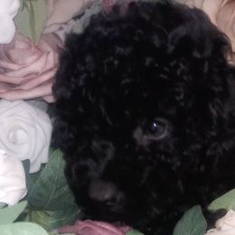 Poodles from Eden's Acre