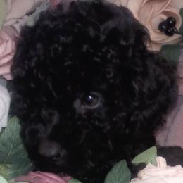 Poodles from Eden's Acre