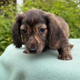Novi - Cream female Dachshund puppy in Hazlehurst, Georgia from DrakeFire Dachshunds