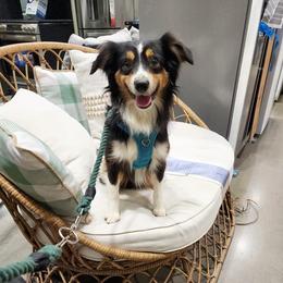 Buddy - Black tri male Miniature Australian Shepherd puppy in Harker Heights, Texas from Comfy Cozy Kennel