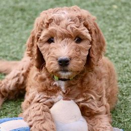 Goldendoodle Puppies from Deer Valley Doodles