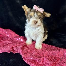 Eminie - Chocolate tan and white female Biewer Terrier puppy in Winston Salem, North Carolina from LaythStone