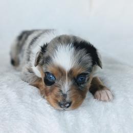 Girl 2 (Pink) - Blue merle female Australian Shepherd puppy in Yakima, Washington from Naches Heights Ranch